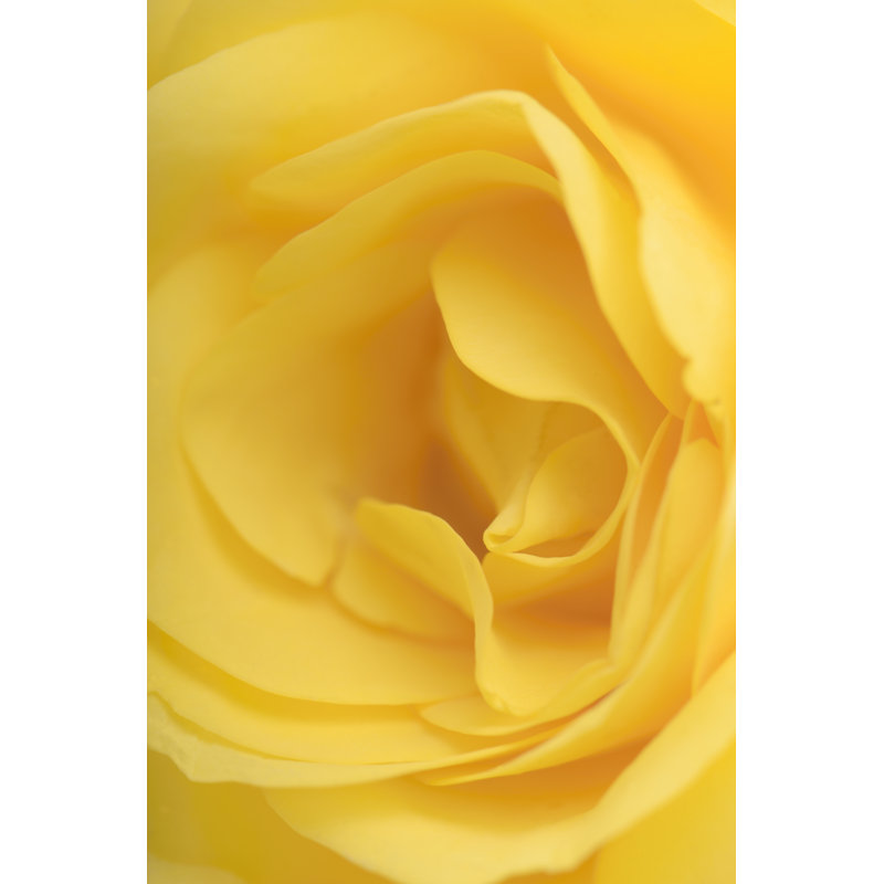 Macro Of Rose - Wrapped Canvas Print, 46cm H x 30cm W x 3.8cm D