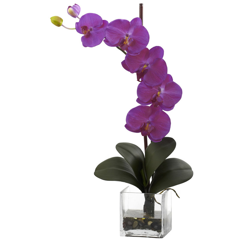Arrangement floral orchidées géant dans un pot de fleurs, Orchidée