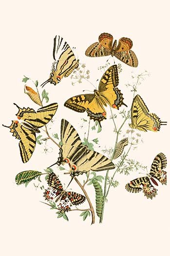 Buyenlarge European Butterflies And Moths Print | Wayfair