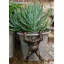 Gervais Animals UV Resistant Stone Garden Statue