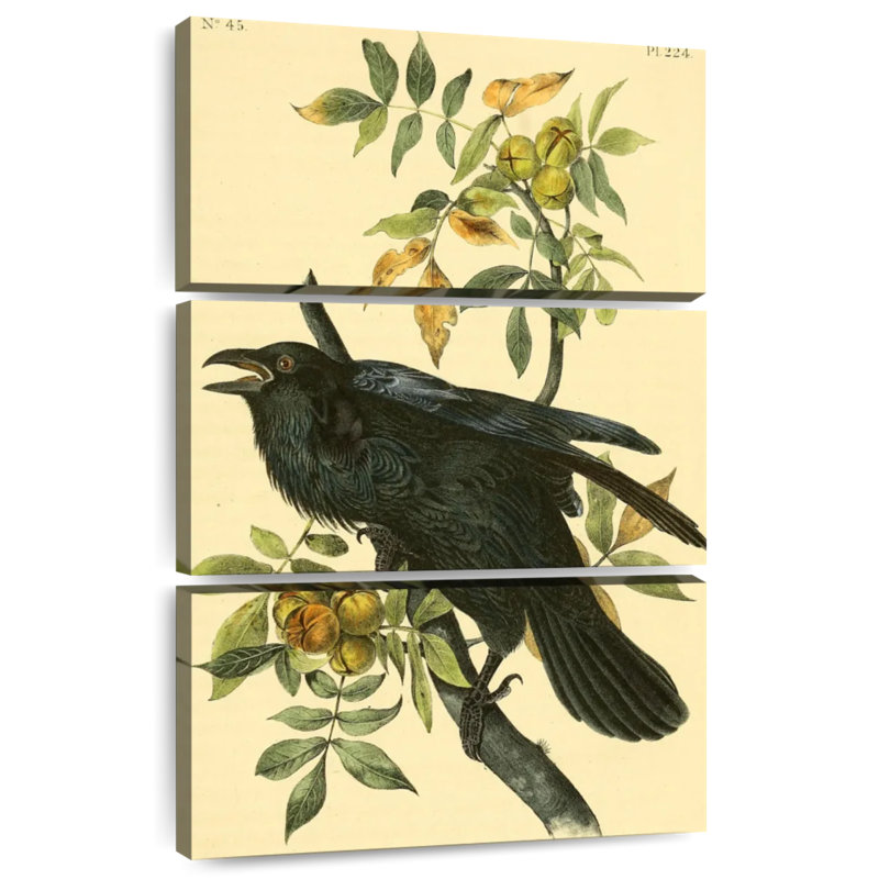 Grand corbeau des oiseaux d'Amérique