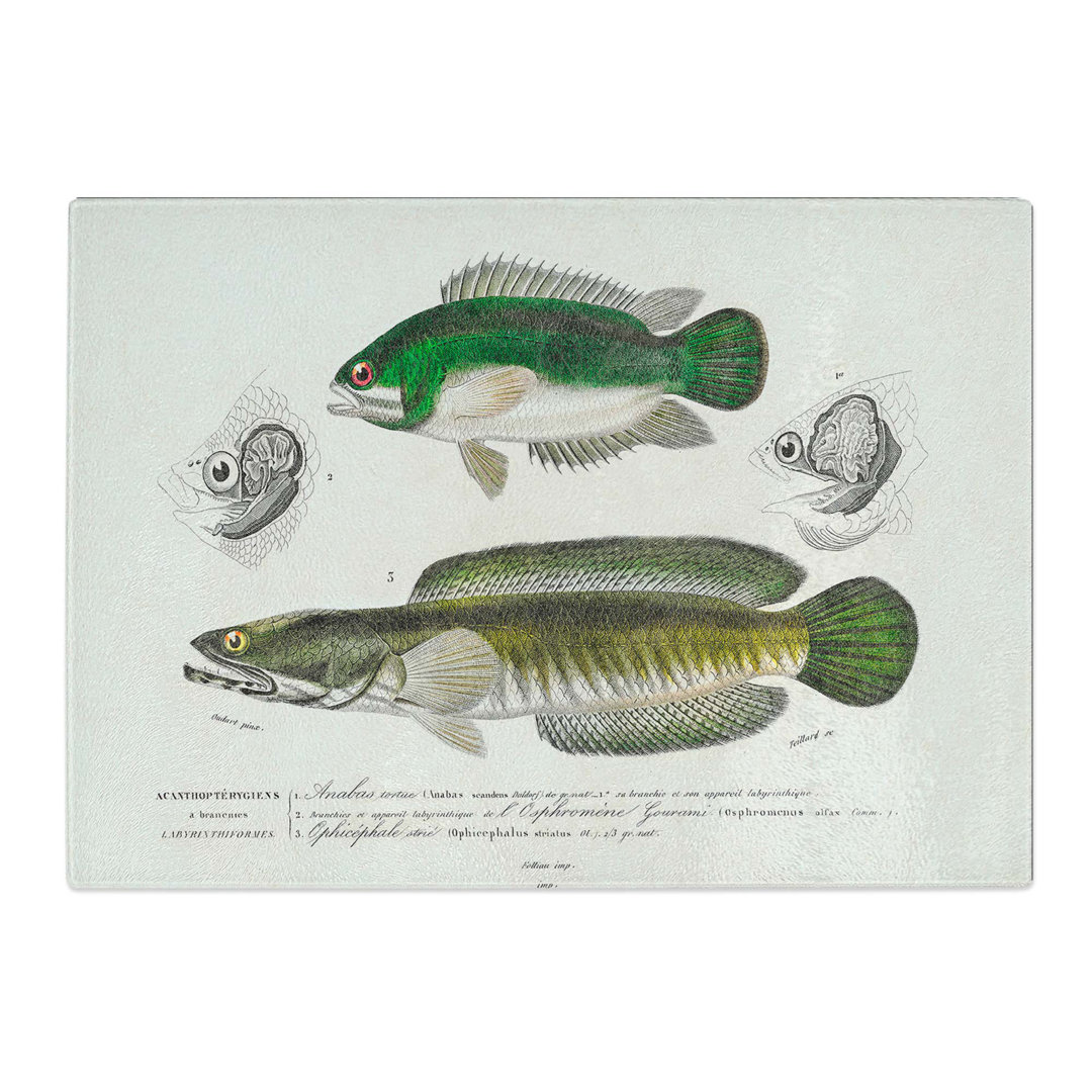 Tempered Glass Green Fish Illustrations by Charles D' Orbigny Chopping Board