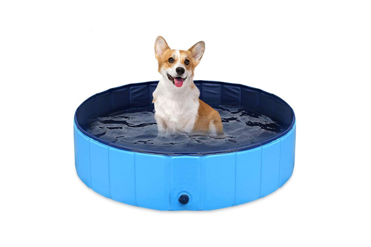 dog sitting in dog grooming tub