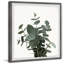 Green Eucalyptus Leaves - Single Picture Frame Painting-968891861