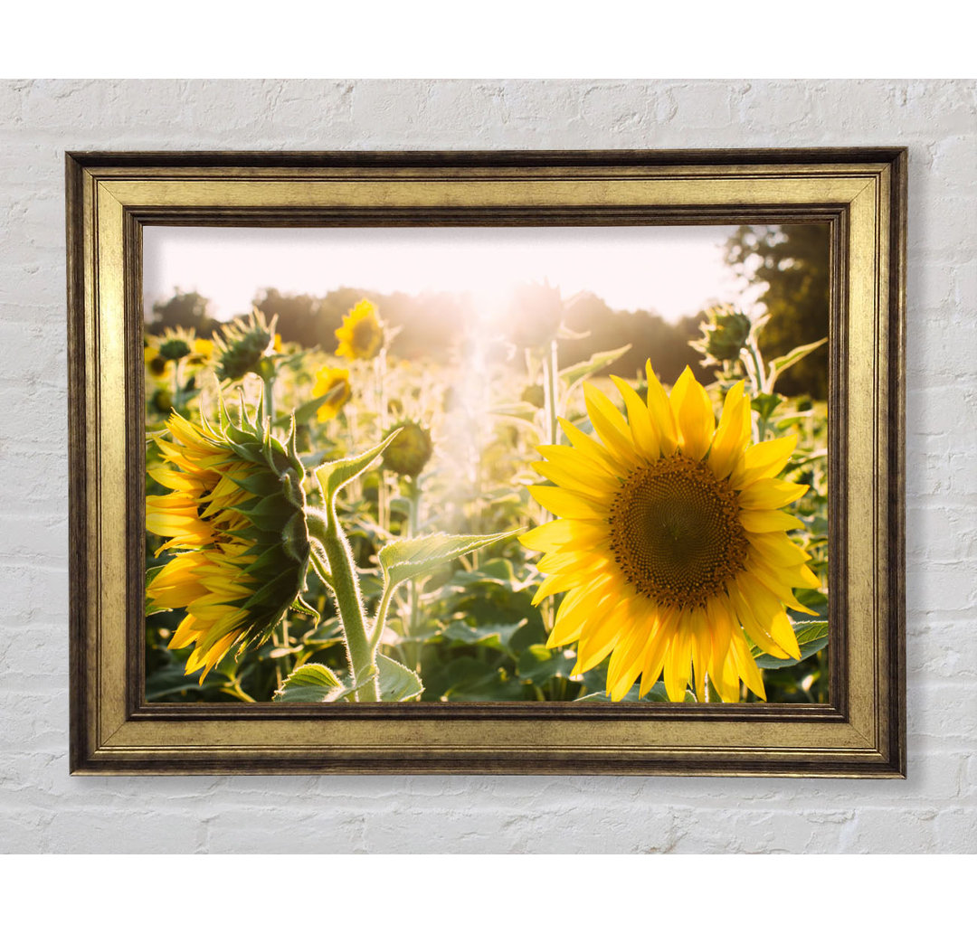 Sunflowers Standing Tall - Einzelner Bilderrahmen Kunstdrucke