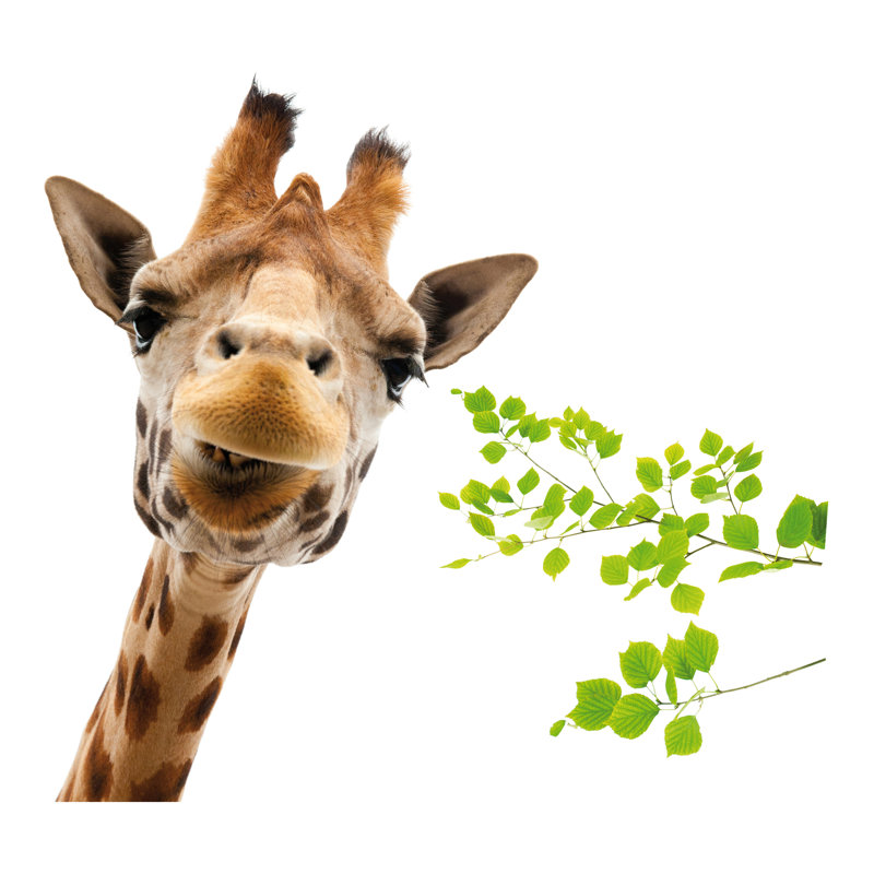 Décalcomanie de fenêtre giraffe