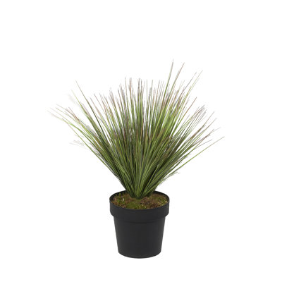 3' Onion Grass in Black Nursery Pot
