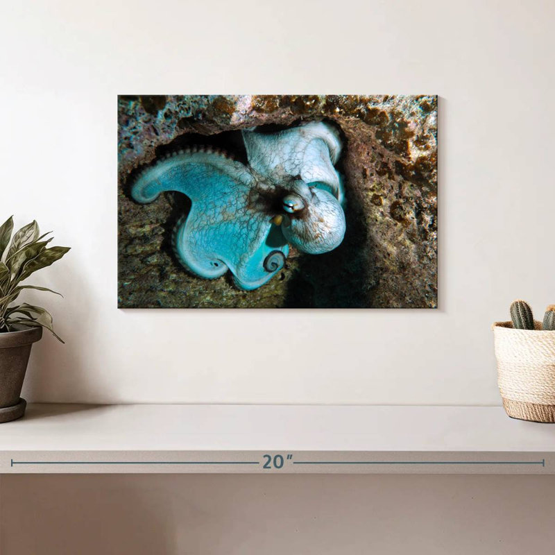 Brampt Wild Octopus In Grand Cayman Island, 8" H x 12" W