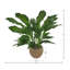 UV Rated Spathiphyllum Plant in Seagrass-Wrapped Pot