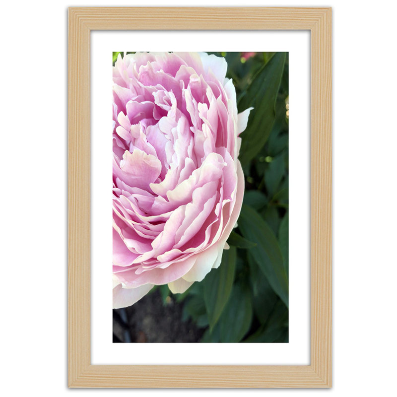 Peony Flower Plant - Single Picture Frame Print, Light Brown, 100cm H x 70cm W