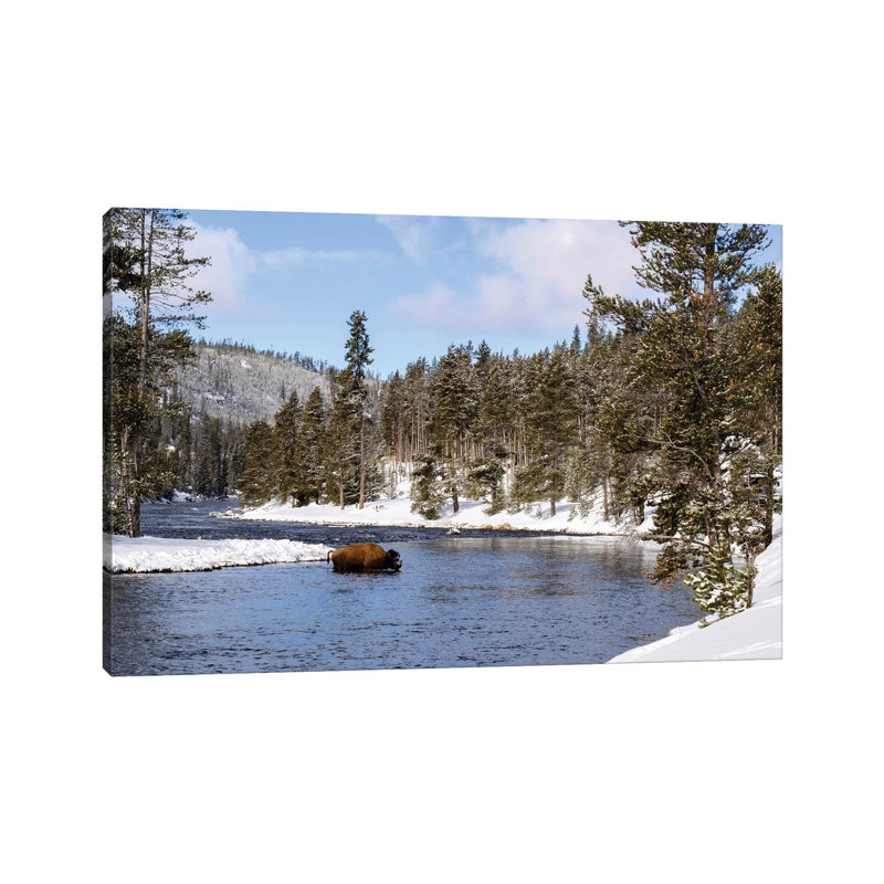 Yellowstone National Park, Bison Crossing River In Winter by George Theodore - Wrapped Canvas Print, 20.32 cm H x 30.48 cm W