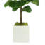 3.5' Fiddle Leaf Fig Tree-636218494