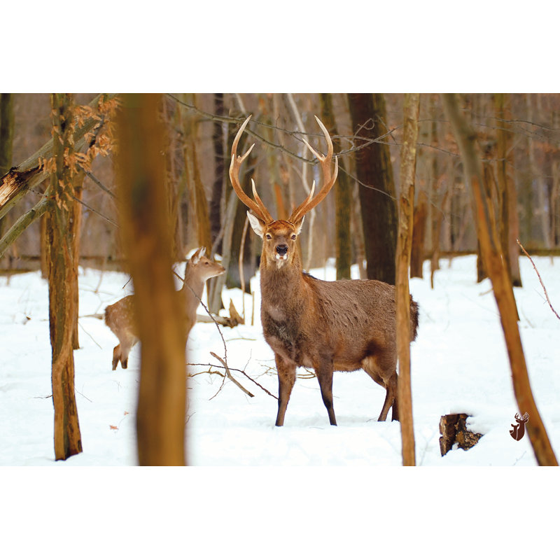 Oh Dear - Wrapped Canvas Print, 61cm H x 91cm W x 3.8cm D