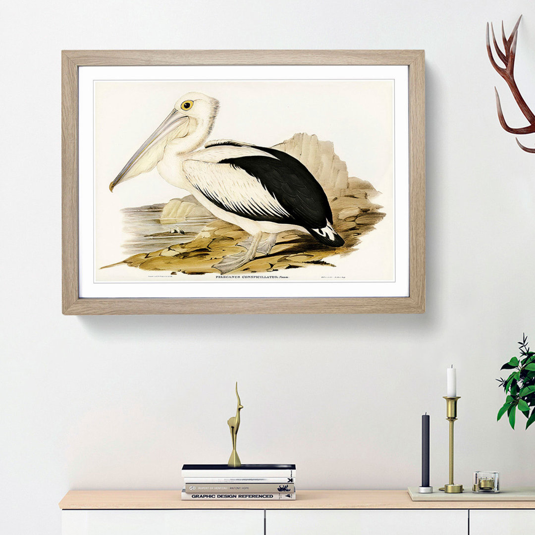 Australian Pelican by Elizabeth Gould - Framed Print