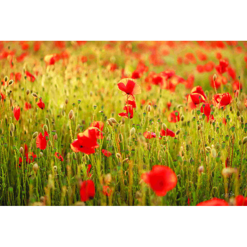 Coquelicot I, L 30 po x H 20 po