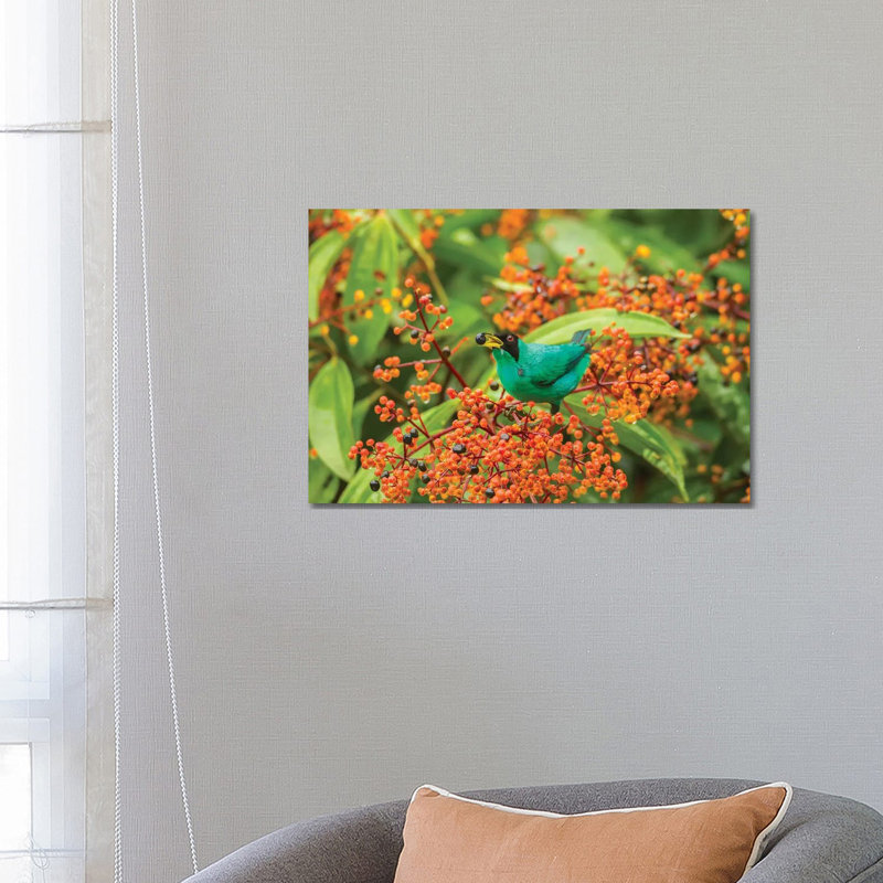 Costa Rica, Arenal. Green Honeycreeper Feeding. 1 Piece Wrapped Canvas Wall Art, 45.72cm H x 66.04cm W 1.91cm D