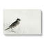 Skylark by Watanabe Seitei - Wrapped Canvas-55338198