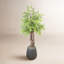Manila Mountain Fern Tree in Fiberstone Pot