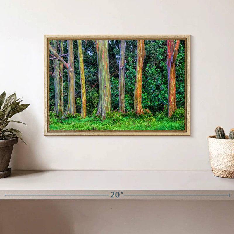 Eucalyptus arc-en-ciel, Cadre flottant en bois naturel, 13 po x 9 po