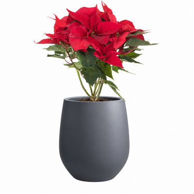 Dorlis Fiberstone Pot Planter
