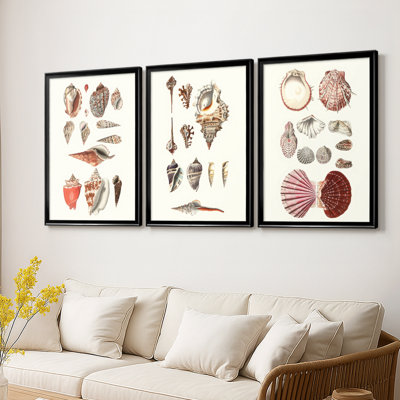Shell Collection IV -Custom Framed Wrapped Gallery Canvas - 3 Pieces
