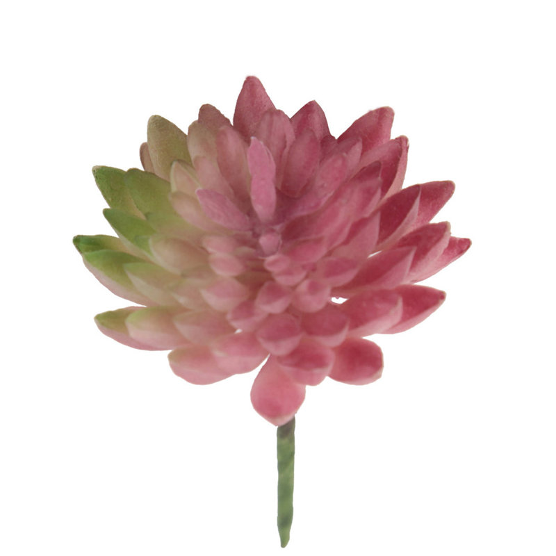 Plante pour succulent de bureau tasse, Rouge