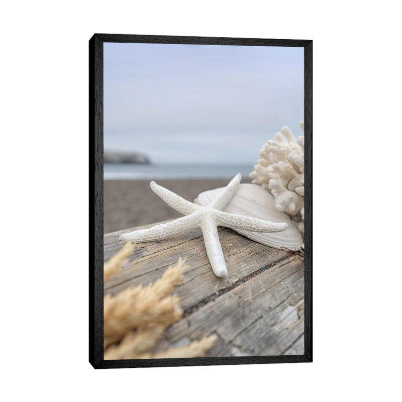 Crescent Beach Shells XIII by Alan Blaustein - Floater Frame Print on Canvas, 66.04 cm H x 45.72 cm W, Black Framed
