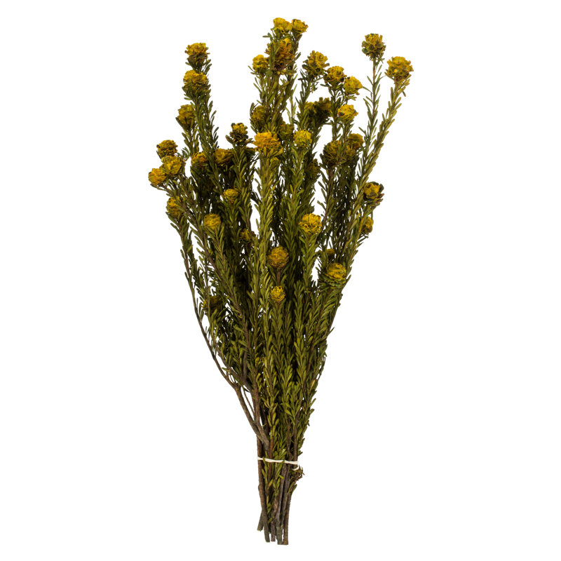 Ensemble de tortues naturelles, lot de tortues de 12 po Prese, Jaune