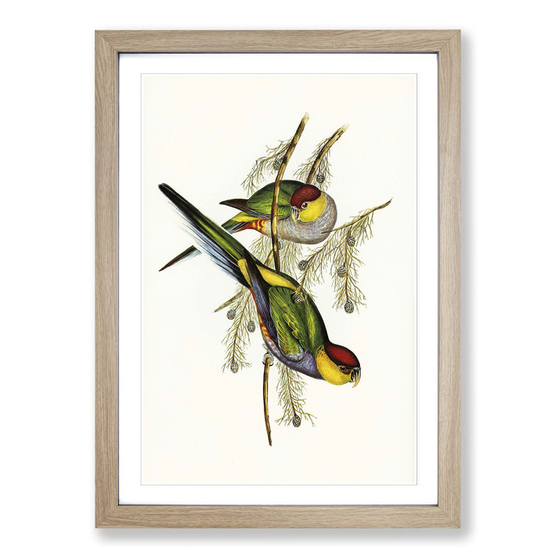 Red-Capped Parakeets by Elizabeth Gould - Picture Frame Painting Print, Oak Framed, 65cm H x 48cm W x 2cm D