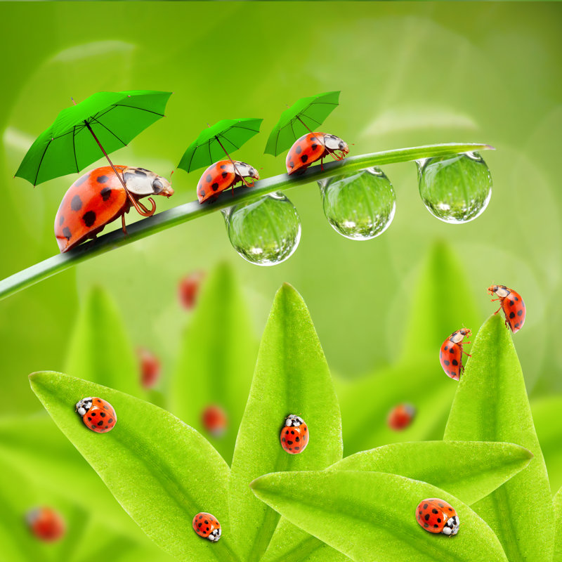 Funny Ladybugs. by Abadonian - Wrapped Canvas Print, 76cm H x 76cm W