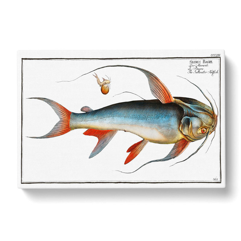Saltwater Catfish by M.E. Bloch - Wrapped Canvas, 50cm H x 76cm W x 3cm D