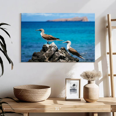 Blue-Footed Boobies At Sea