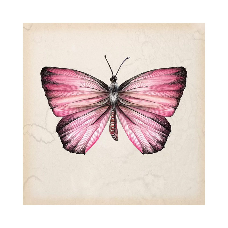 Butterfly Study IV by Melissa Wang - Wrapped Canvas Painting, 30.48cm H x 30.48cm W x 1.91cm D