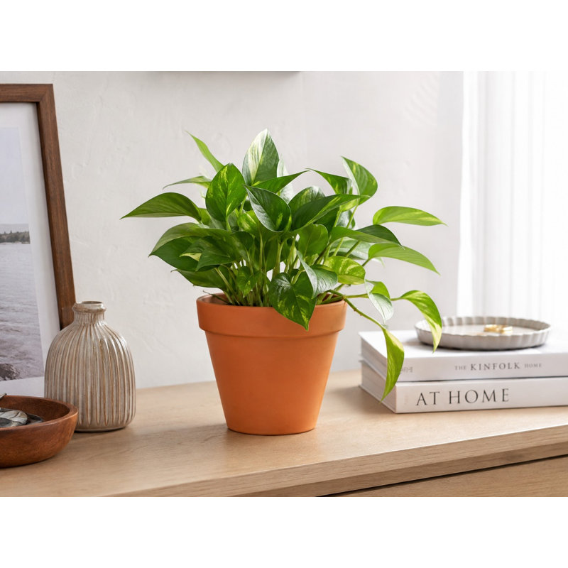 Pot standard de 6 pouces