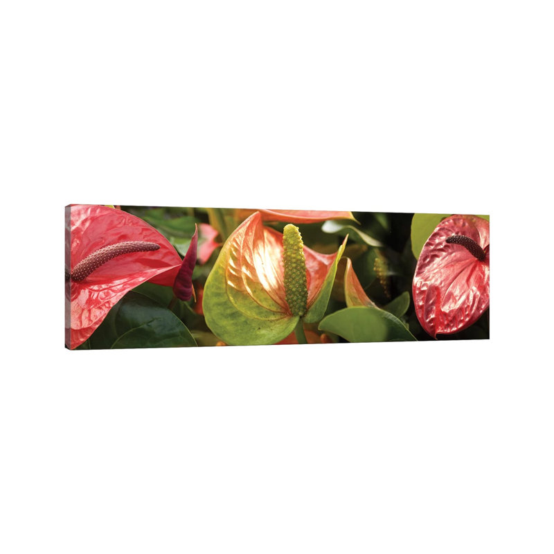 Close-Up Of Anthurium Plant I - Wrapped Canvas Panoramic Print, 30.48 cm H x 91.44 cm W x 1.91 cm D