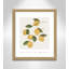 Amalfi Lemons - cadre photo, impression-66318799-66318805