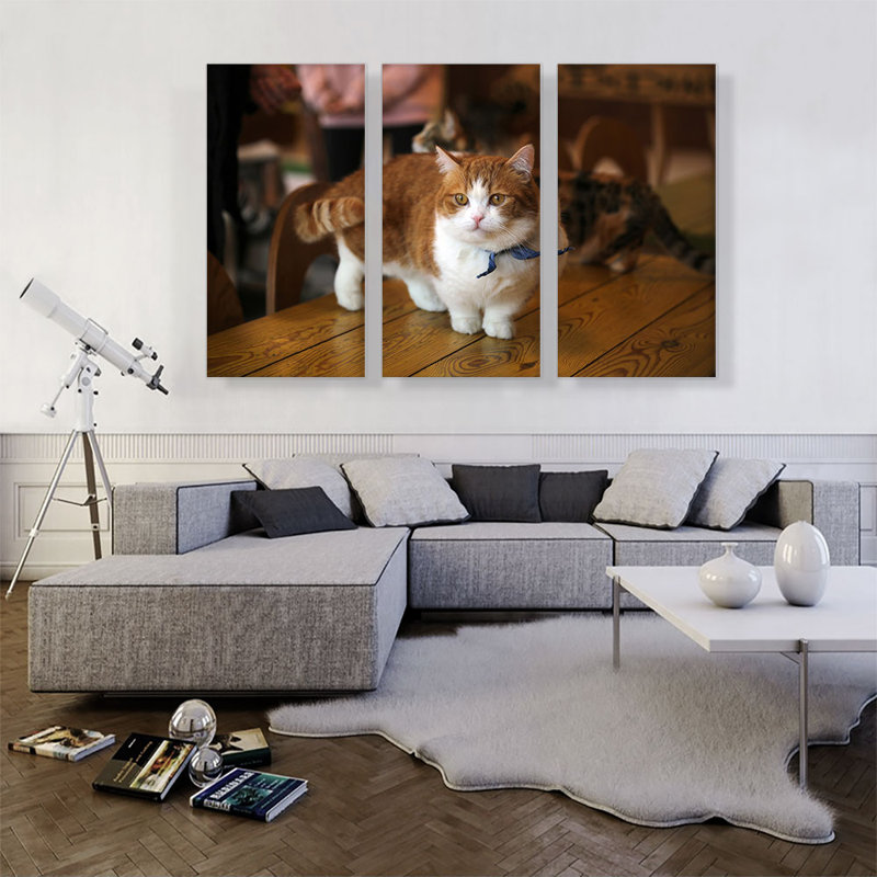 Chat Munchkin - ensemble de 3 reproductions de photos sur toile tendue, H 40 po x l 60 po x 1,5 po