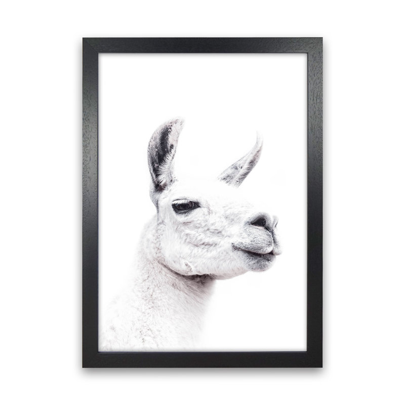 Llama I by Victoria Frost - Print, 46cm H x 34cm W x 3cm D, Black Framed