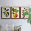 Feuillage antique et fruit VI - ensemble de 3 peintures sur toile encadrées-305686304-305686305
