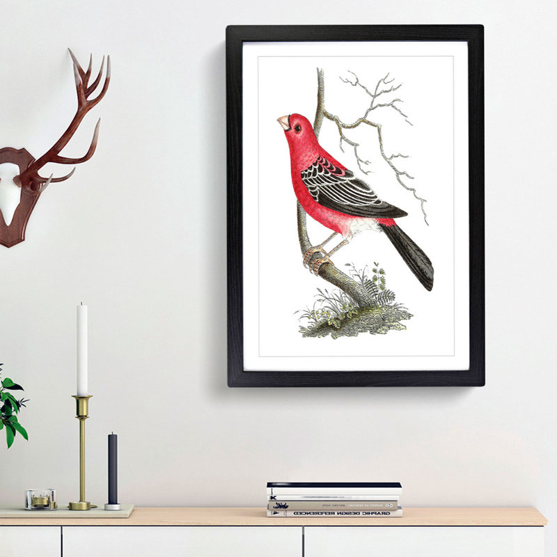 Greater Bulfinch Bird by George Shaw - Framed Print, 48cm H x 36cm W x 2cm D, Black Framed