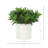 Succulents in Ceramic Pot