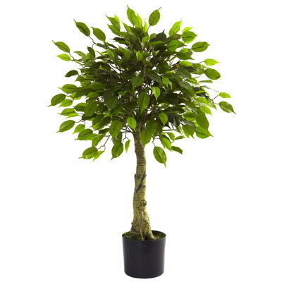 Ficus Silk Tree
