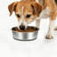Pet Bowl