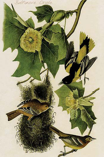 Oriole de baltimore-impression d’art graphique, H 36 po x l 24 po x P 1,5 po