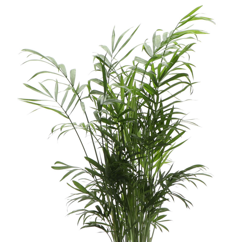 Live Parlor Palm Plant Set