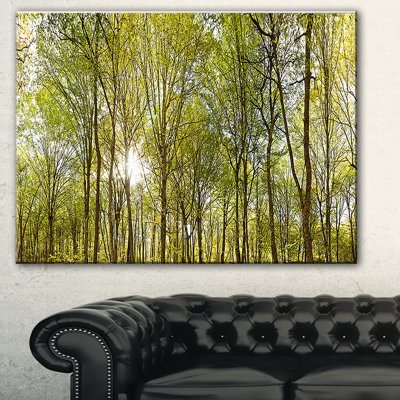 'Green Forest Panoramic View' Photographic Print on Wrapped Canvas