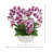 Purple Orchids Arranged in Decorative Ceramic Pot-523516875
