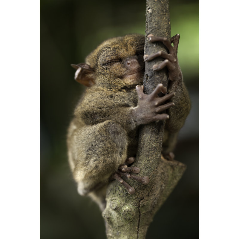 Sleepy Tarsier by Lordrunar, 48" H x 32" W