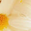 Print on Canvas-25525236