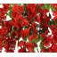 Fleurs et tiges de glycine-479851206